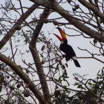 Toucan catching fruits